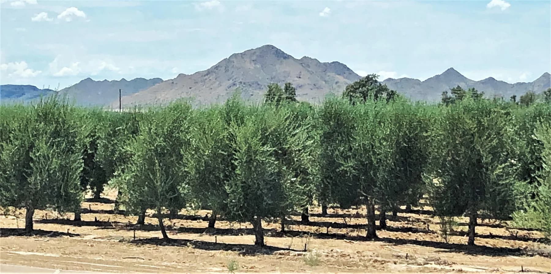 Olive grove near the Queen Creek Olive Mill with the San Tan Mountains beyond